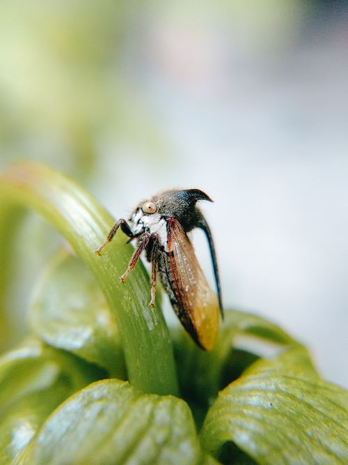 Free Detailed macro photograph of a thorn bug perched on a green leaf. Stock Photo