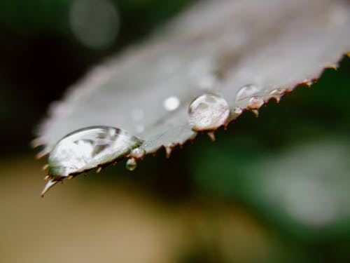 Macro Photography of Water Dew on a Leaf