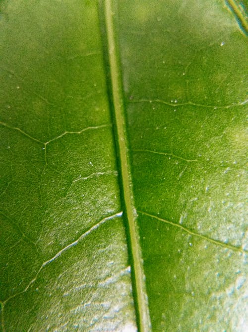 Close Up of a Green Leaf