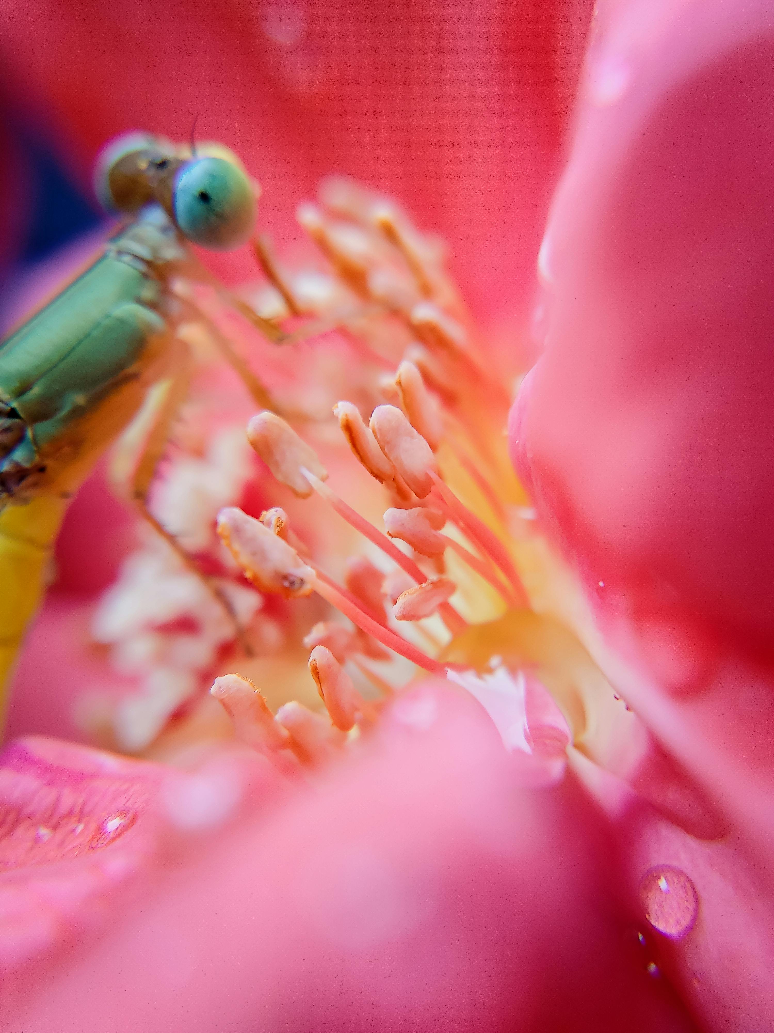 Macro Photography of an Insect · Free Stock Photo