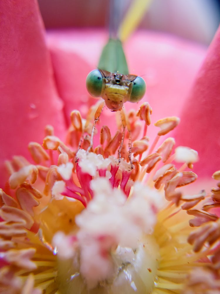 Dragonfly On Pink Flower