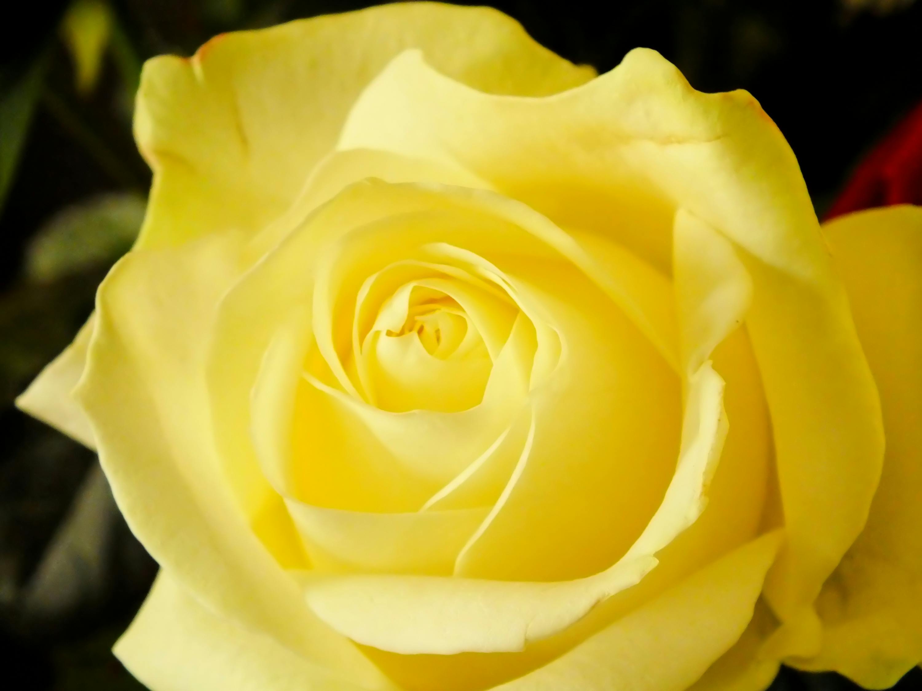 Free Stock Photo Of Fleur Jaune Rose Jaune Yellow Flowers