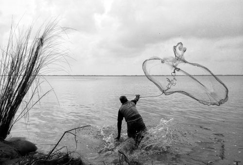 Free A fisherman casting his net in the Padma River, showcasing traditional fishing techniques in Bangladesh. Stock Photo
