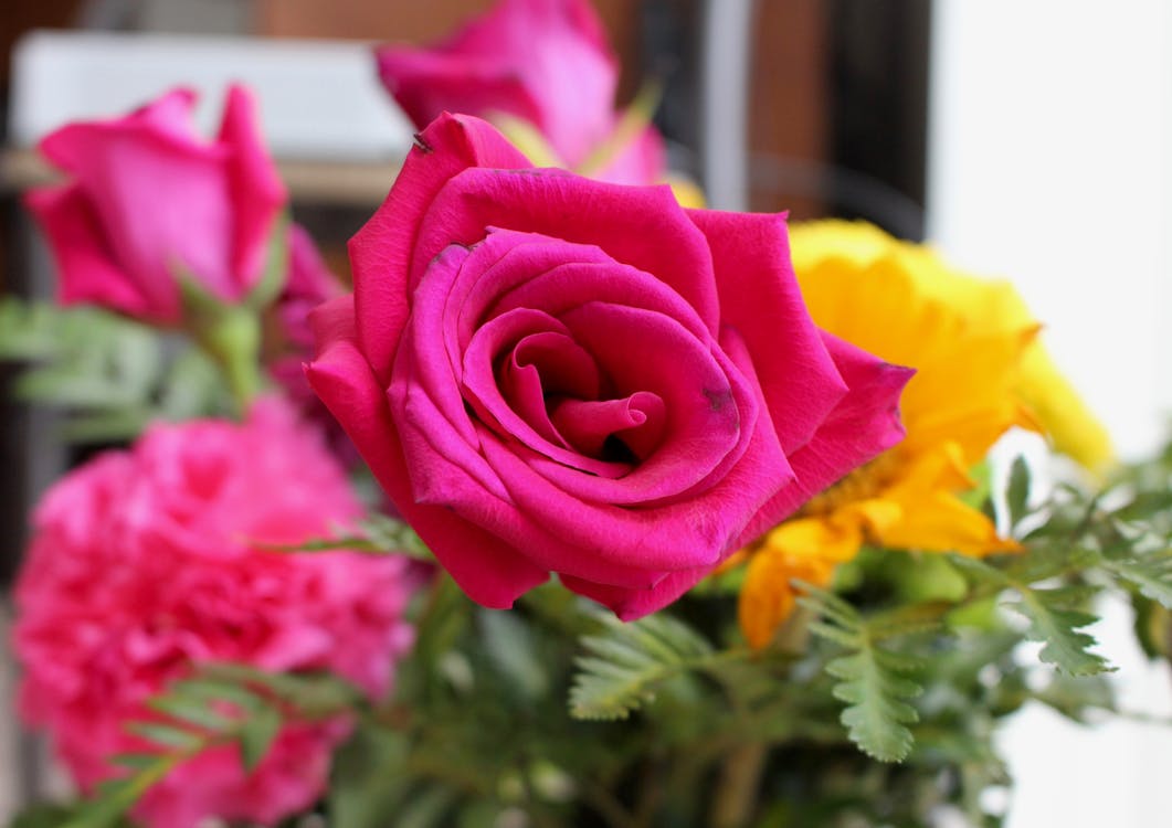 A Close-Up Shot of a Pink Rose