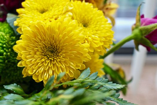 Close-up of vibrant yellow chrysanthemums with detailed petals and green leaves.