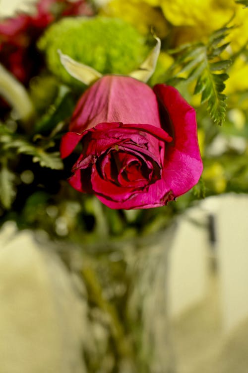 Close Up Photo of a Red Rose