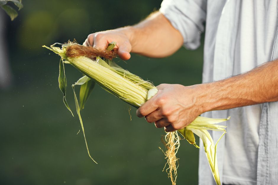checking corn husk silk