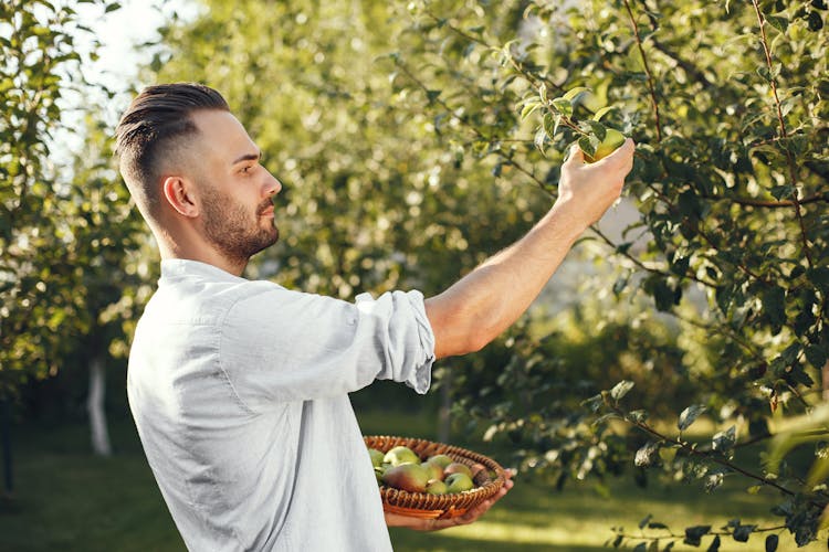 Man In Gray Long Sleeve Shirt Harvesting Fresh Fruit