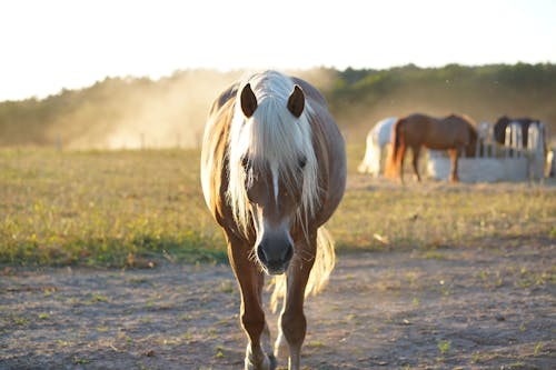 Free Brown and White Horse on Brown Field Stock Photo