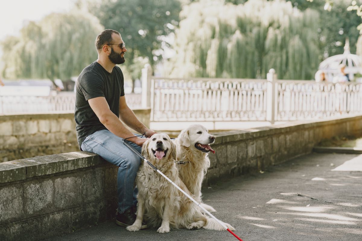 Perros Héroes: Trabajan y Ayudan a Personas