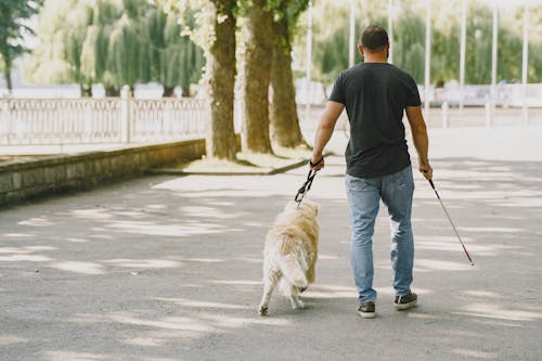 Man in Black T-shirt and Blue Denim Jeans Walking With his Dog