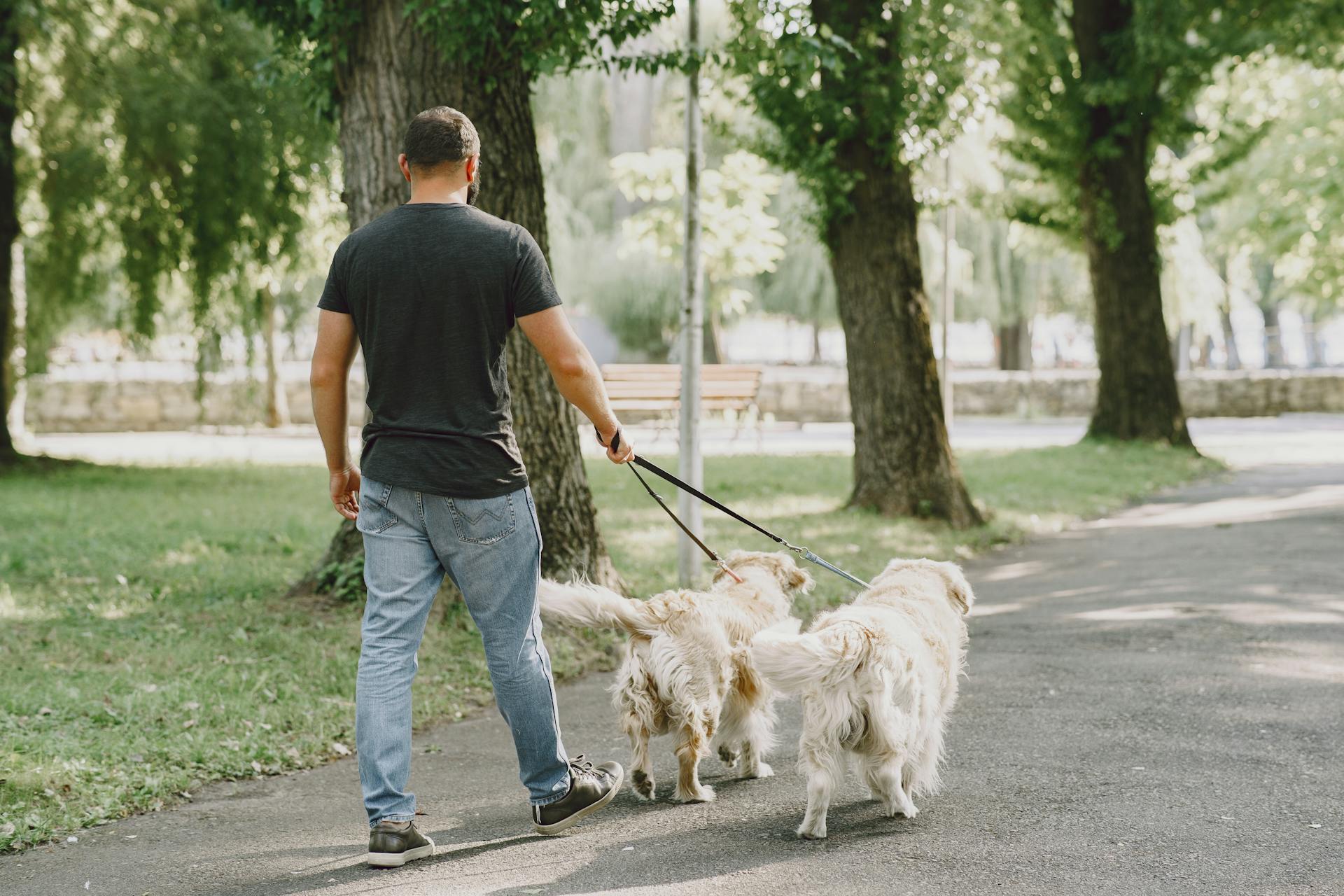 Man in Black T-shirt and Blue Denim Jeans Walking With his Dogs