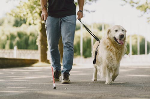 Free Man Walking with his Dog Stock Photo