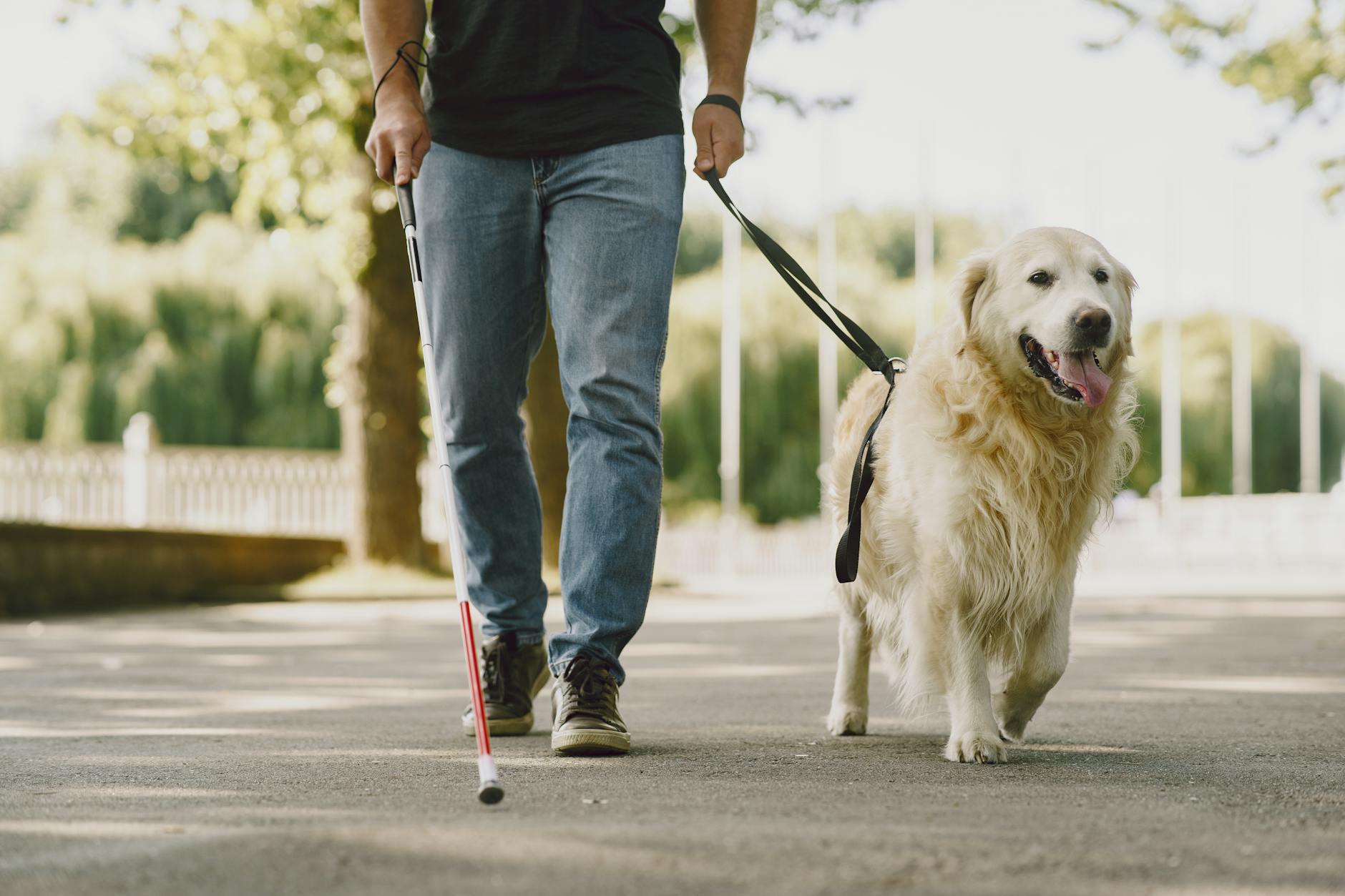 The #1 Dog Walker Website Builder in Aurora, CO