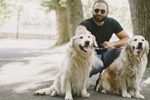 Free A man enjoying a sunny day with his two golden retrievers in an outdoor park setting. Stock Photo