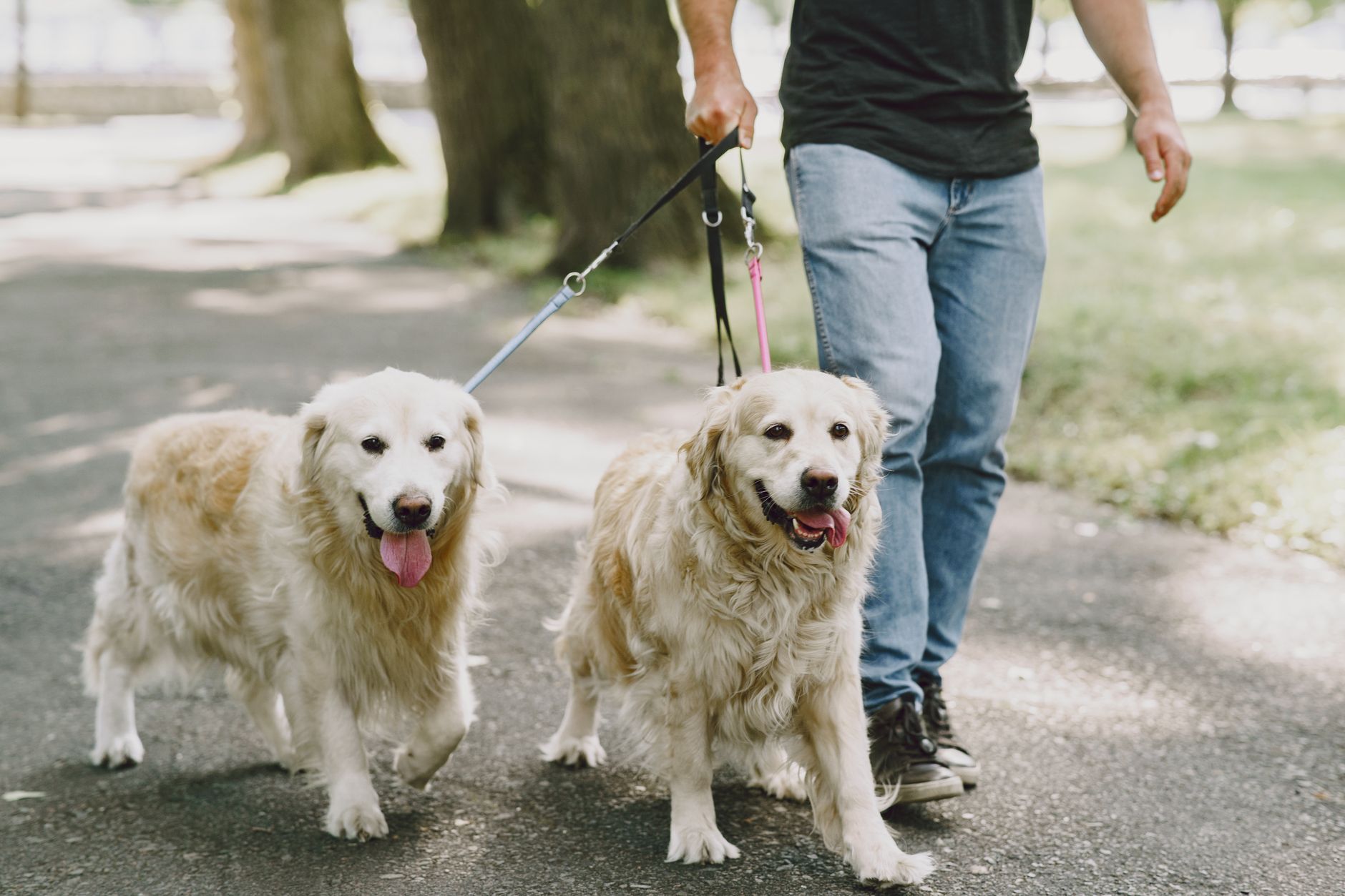 Dog wellness