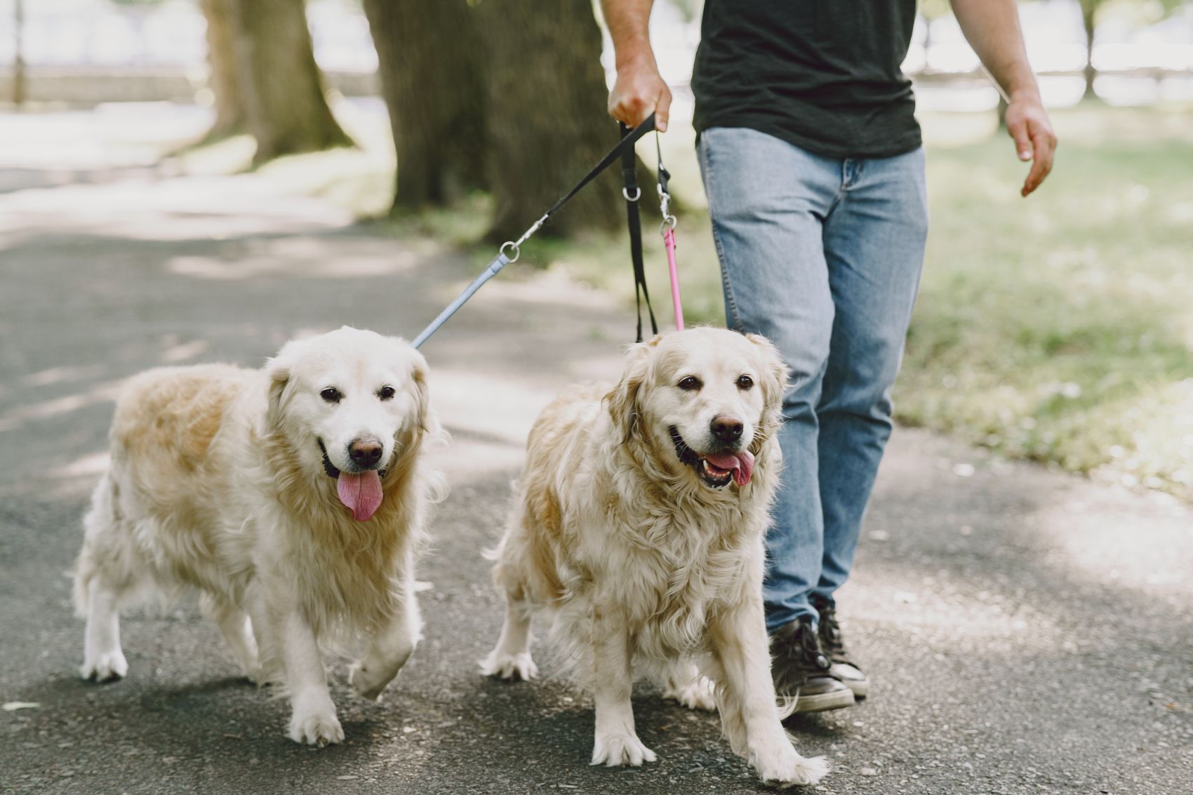 Two leashed dogs being walked outdoors