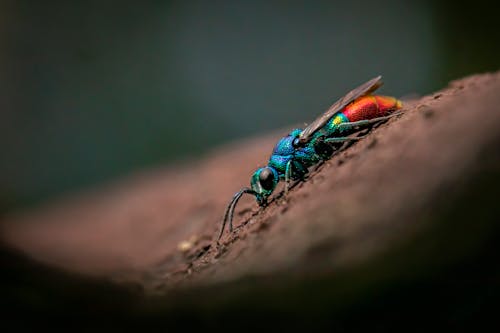 Close Up Shot of an Insect