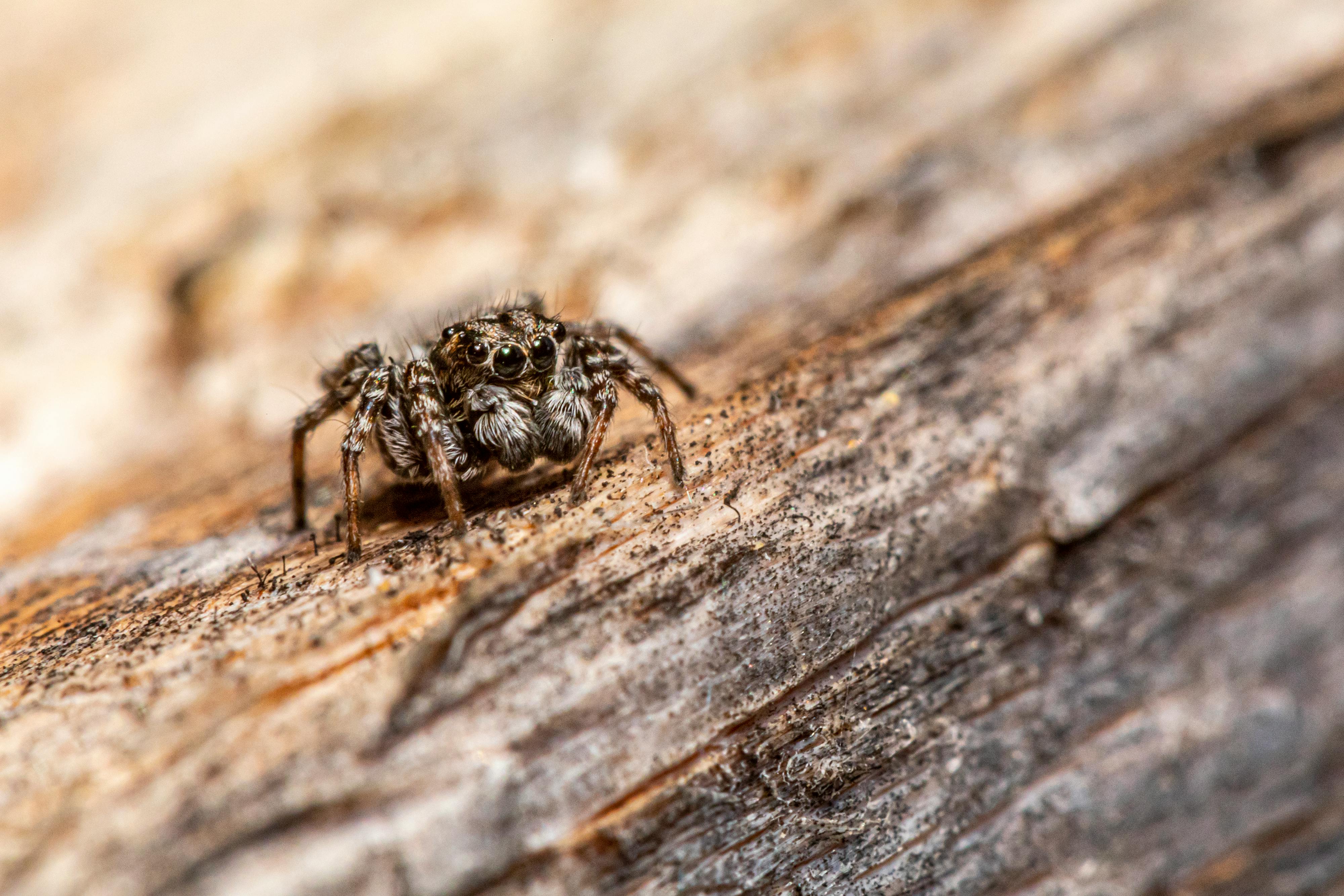 spider on brown wood