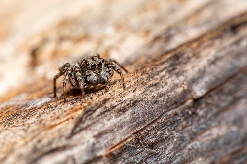 Spider on Brown Wood