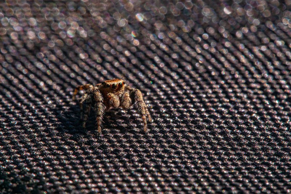 Spider on Black Textile