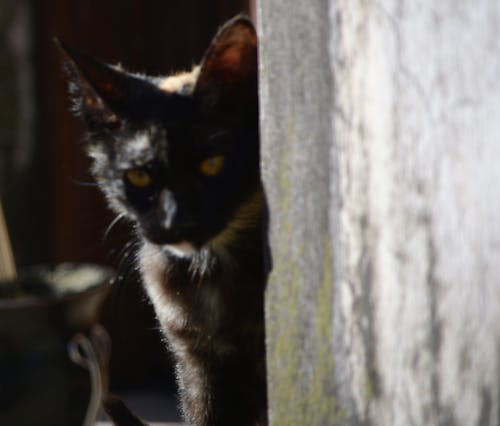 Foto stok gratis gato carey