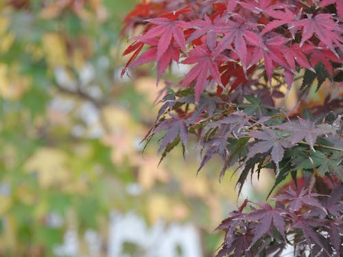 Foto stok gratis arce, colores de otoño