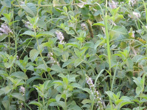 Foto stok gratis gastronomia, inflorescencia, jardinería doméstica