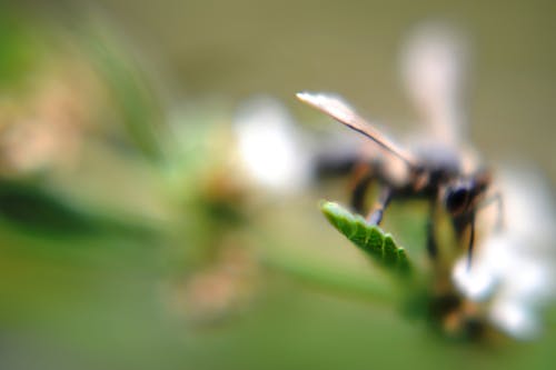 Foto stok gratis abeja, bokeh, jardines