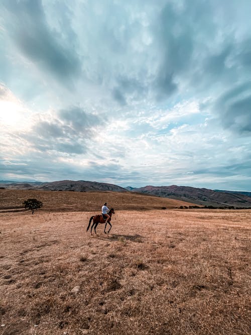 Základová fotografie zdarma na téma hřiště, krajina, kůň