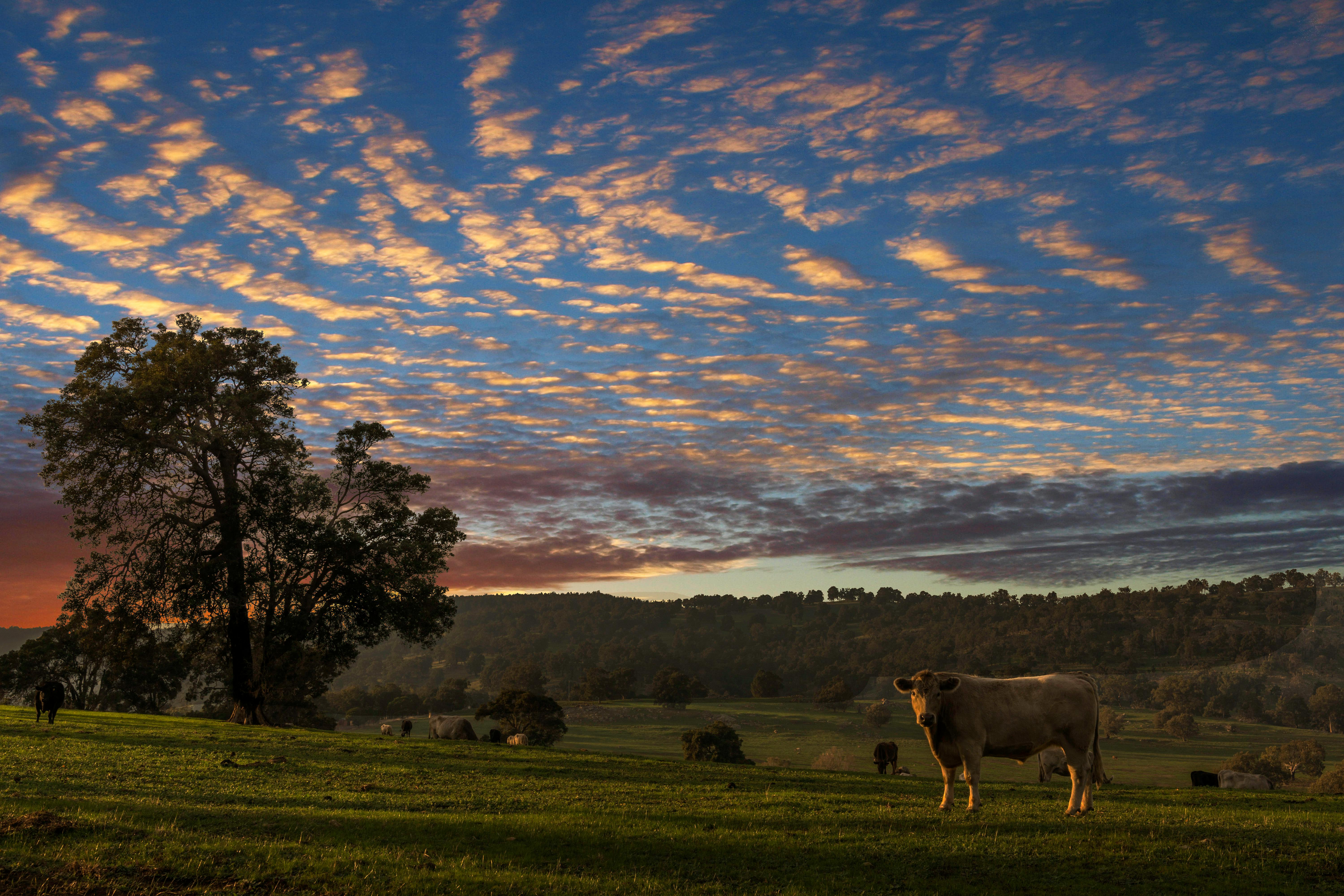 在令人惊叹的日落天空下，奶牛在宁静的乡村景观中吃草