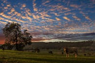 在令人惊叹的日落天空下，奶牛在宁静的乡村景观中吃草