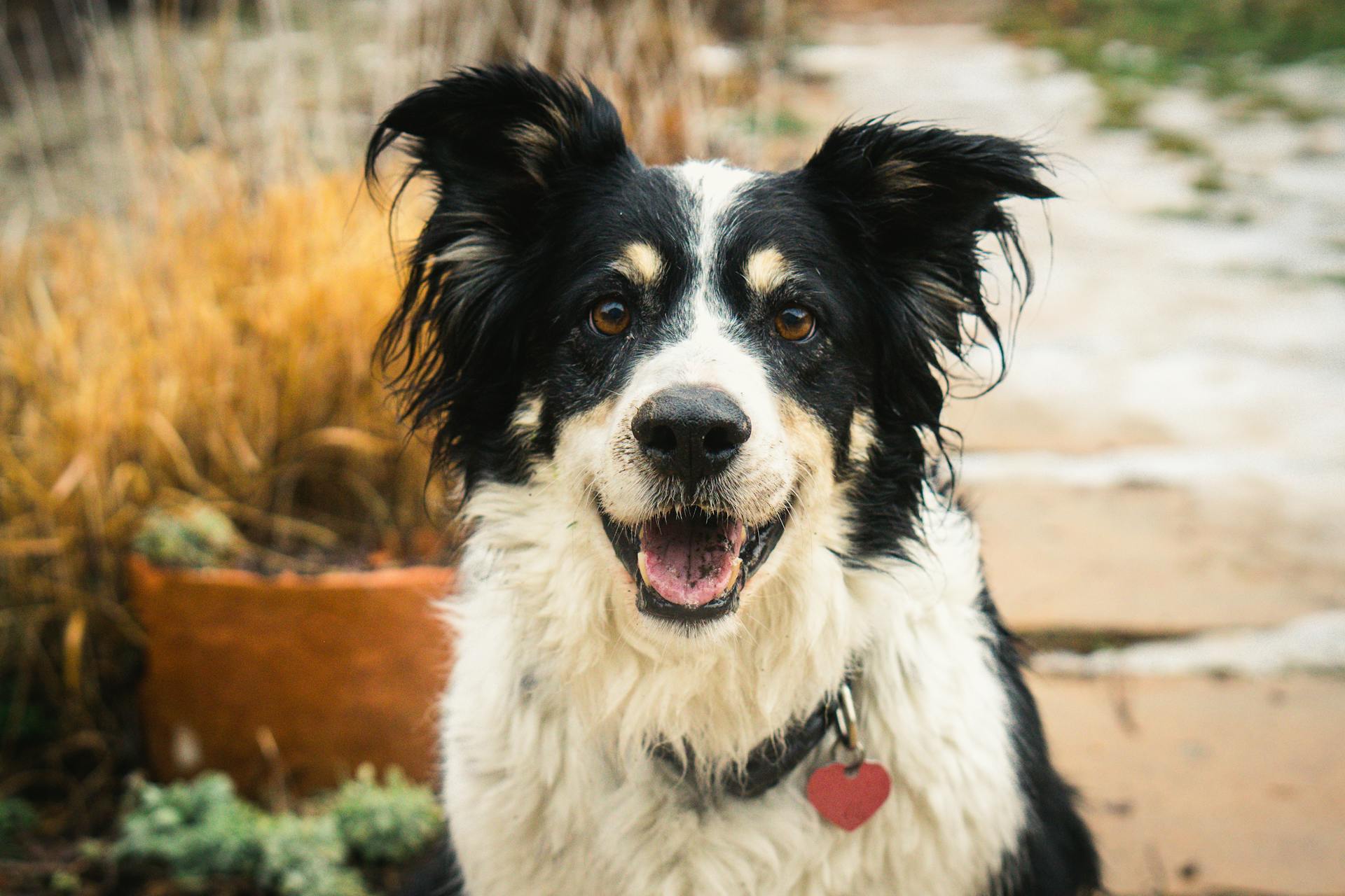 Black and White Border Collie