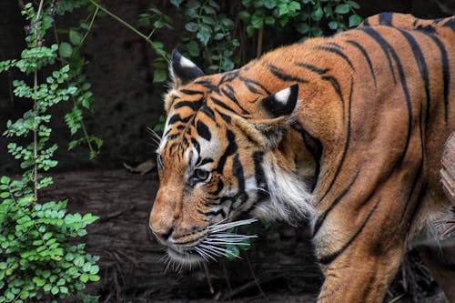 Brown and Black Tiger Beside Wood Log