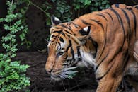 这张野外老虎的特写，展现了它雄伟的条纹和锐利的眼神