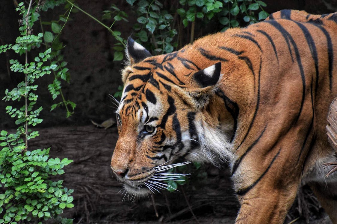 Brown and Black Tiger Beside Wood Log