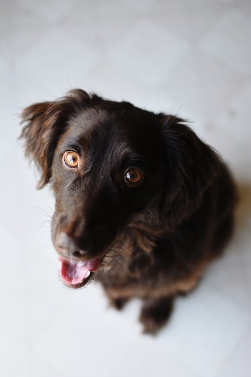 Playful black dog sitting on floor with mouth opened