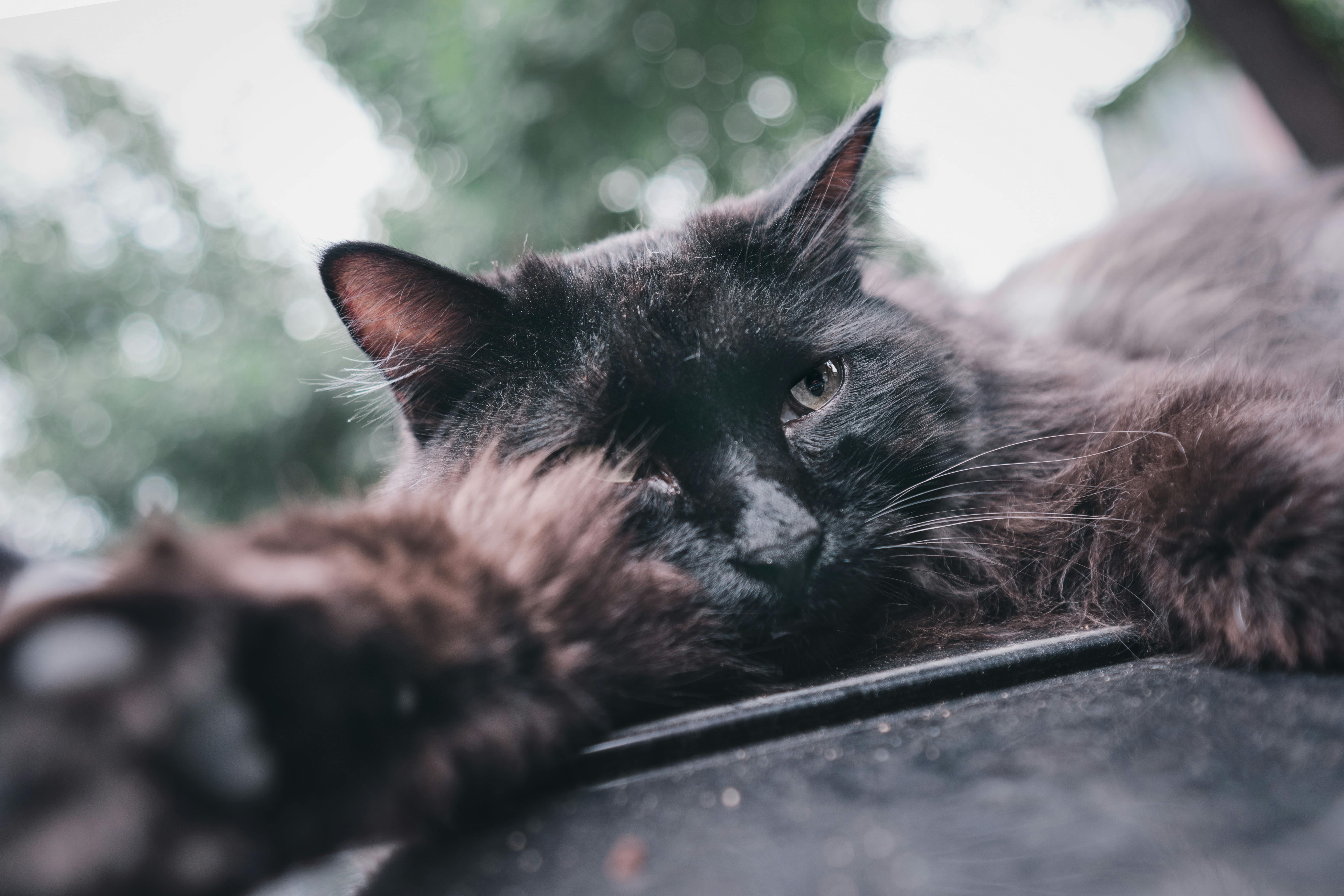 A close-up shot of a black cat lying down outdoors, showing its relaxed and serene expression.