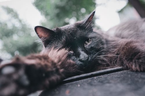 Close-up Shot of a Black Cat