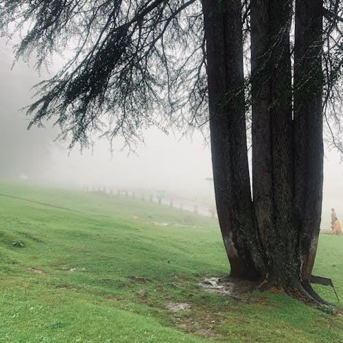 Foto profissional grátis de árvore, campina, enevoado