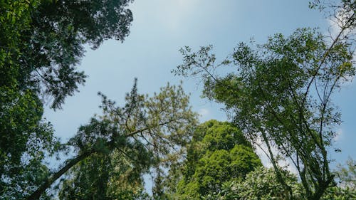 Free stock photo of blue sky, bogor, forest background Stock Photo