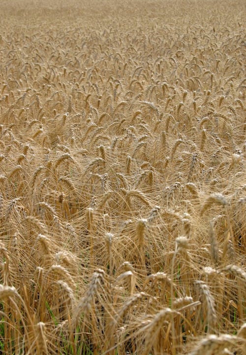 Brown Wheat Field