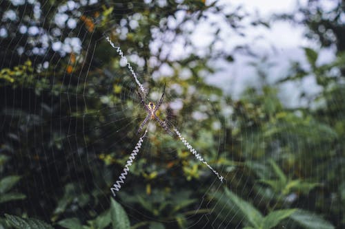 Spider on Web in Close Up Photography