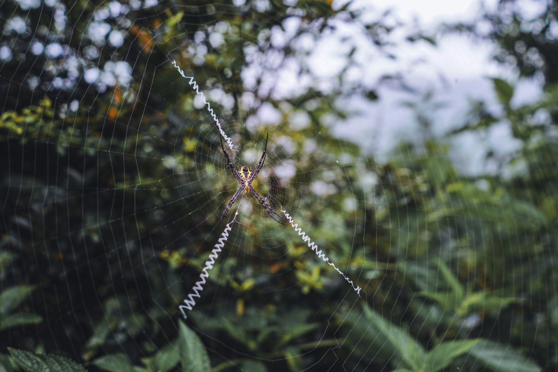 Spider on Web in Close Up Photography · Free Stock Photo