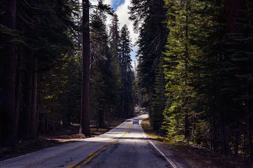 Gray Concrete Road Between Green Trees 