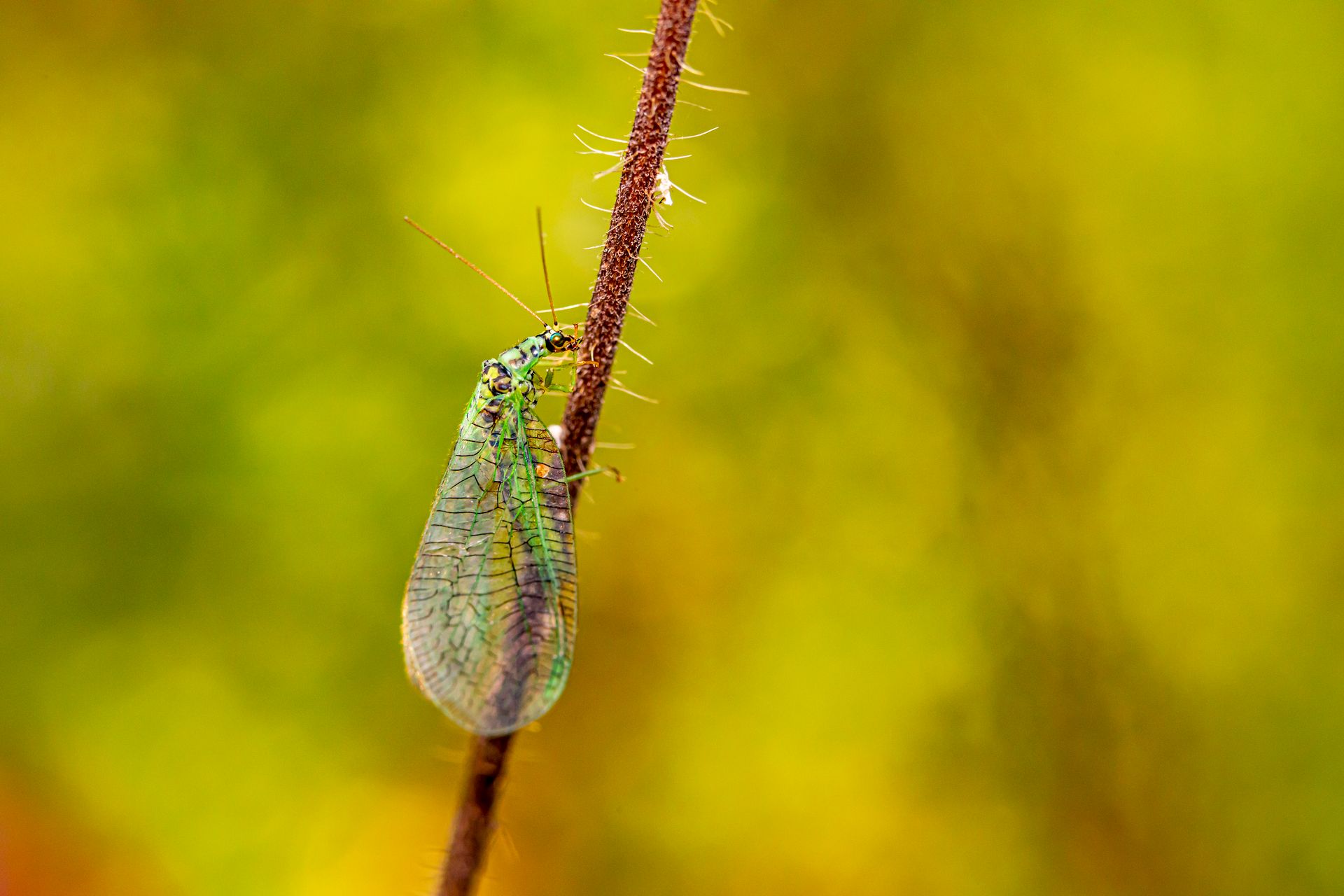 Green and Black Insect on Brown Stem