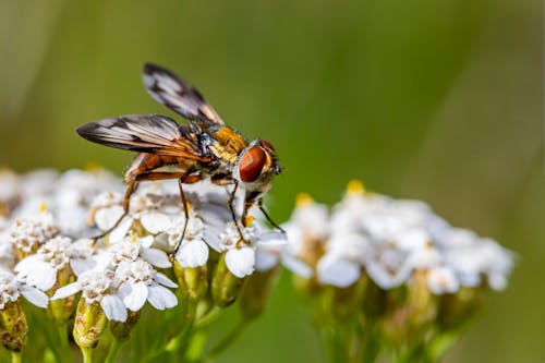 Fly Perched on White Flower