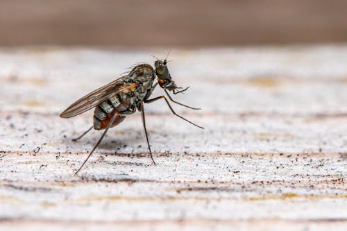 Close Up Photo of a Fly