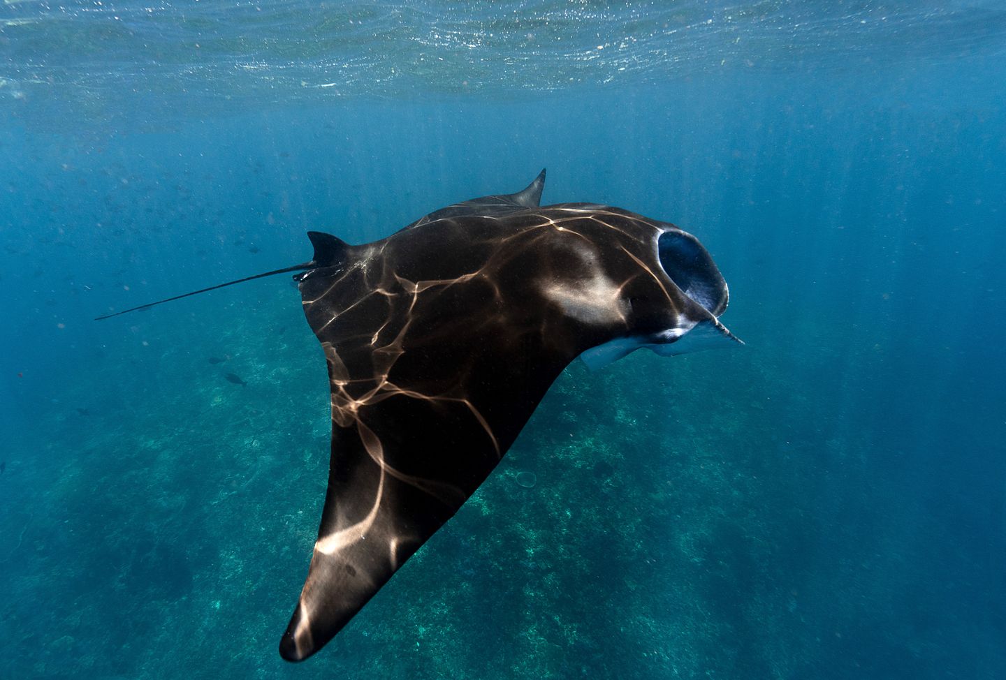 A manta ray gliding through open water