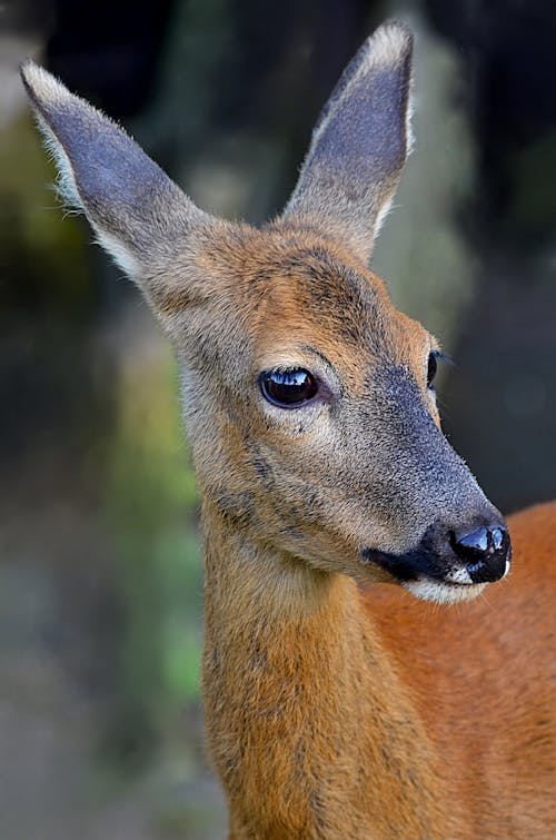 Free Brown Deer in Close Up Photography Stock Photo